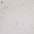 Plus Bronzo - Stucco Veneziano UK