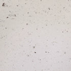 Plus Bronzo - Stucco Veneziano UK